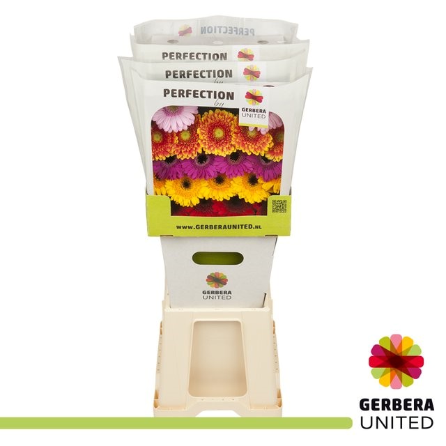Gerbera MIX 4 Barve